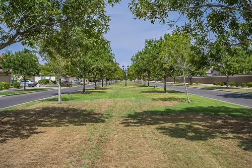 Higley Groves in Gilbert, Arizona