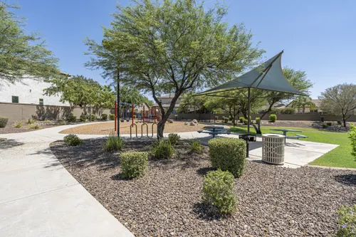 Whitewing at Higley in Gilbert, Arizona