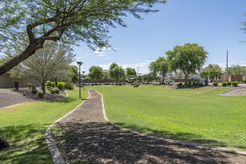 Whitewing at Higley in Gilbert, Arizona