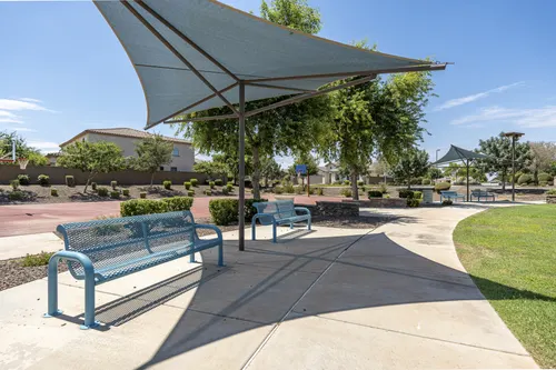 Whitewing at Higley in Gilbert, Arizona