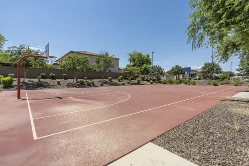Whitewing at Higley in Gilbert, Arizona