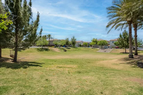 Willows in Gilbert, Arizona