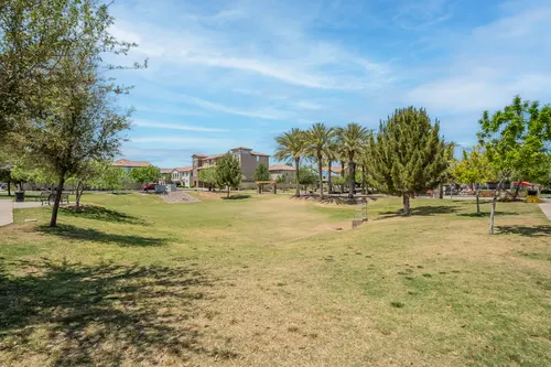Willows in Gilbert, Arizona