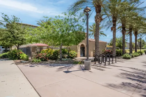 Willows in Gilbert, Arizona