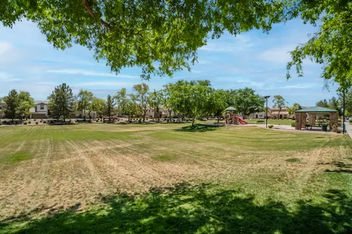 Willows in Gilbert, Arizona