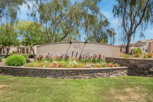 Willows in Gilbert, Arizona