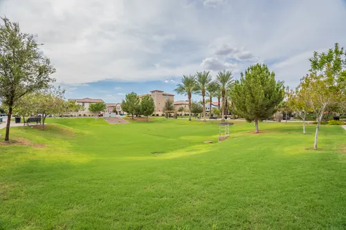 Willows in Gilbert, Arizona