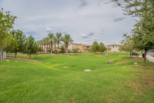 Willows in Gilbert, Arizona