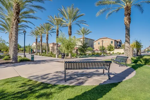 Willows in Gilbert, Arizona