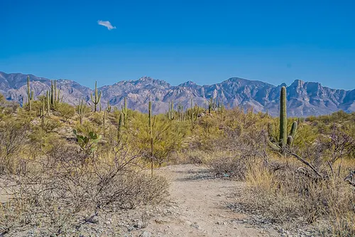 Honeybee Canyon in Oro Valley, Arizona