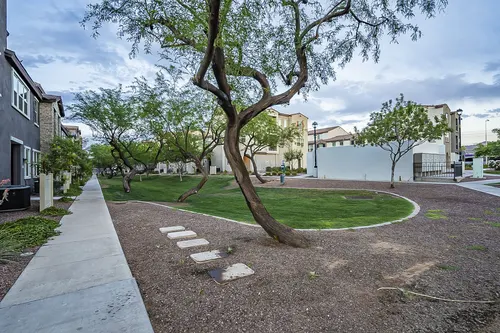 Copper leaf in Phoenix, Arizona