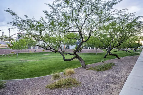 Copper leaf in Phoenix, Arizona