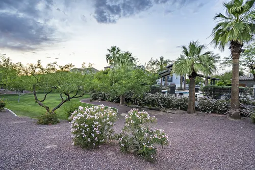 Copper leaf in Phoenix, Arizona