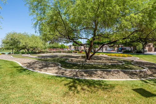 Copper leaf in Phoenix, Arizona