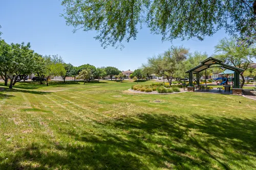 Copper leaf in Phoenix, Arizona
