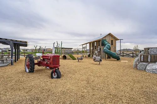 Harvest in Queen Creek, Arizona