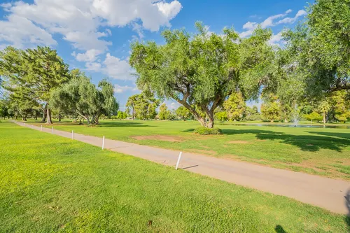 Orange tree in Scottsdale, Arizona