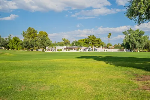 Orange tree in Scottsdale, Arizona