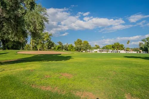 Orange tree in Scottsdale, Arizona