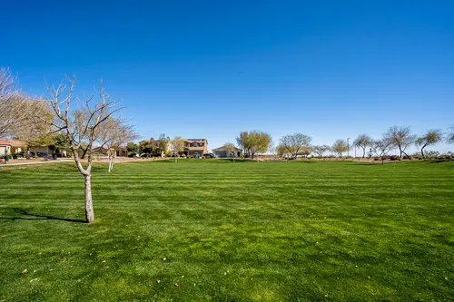 Desert Oasis in Surprise, Arizona