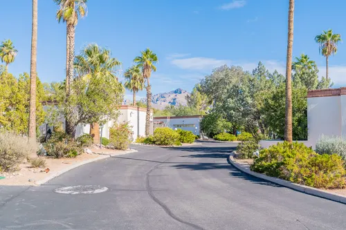 Palma de Coco in Tucson, Arizona